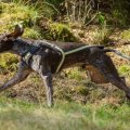 Chasse (Otto) Chasse au bon vent